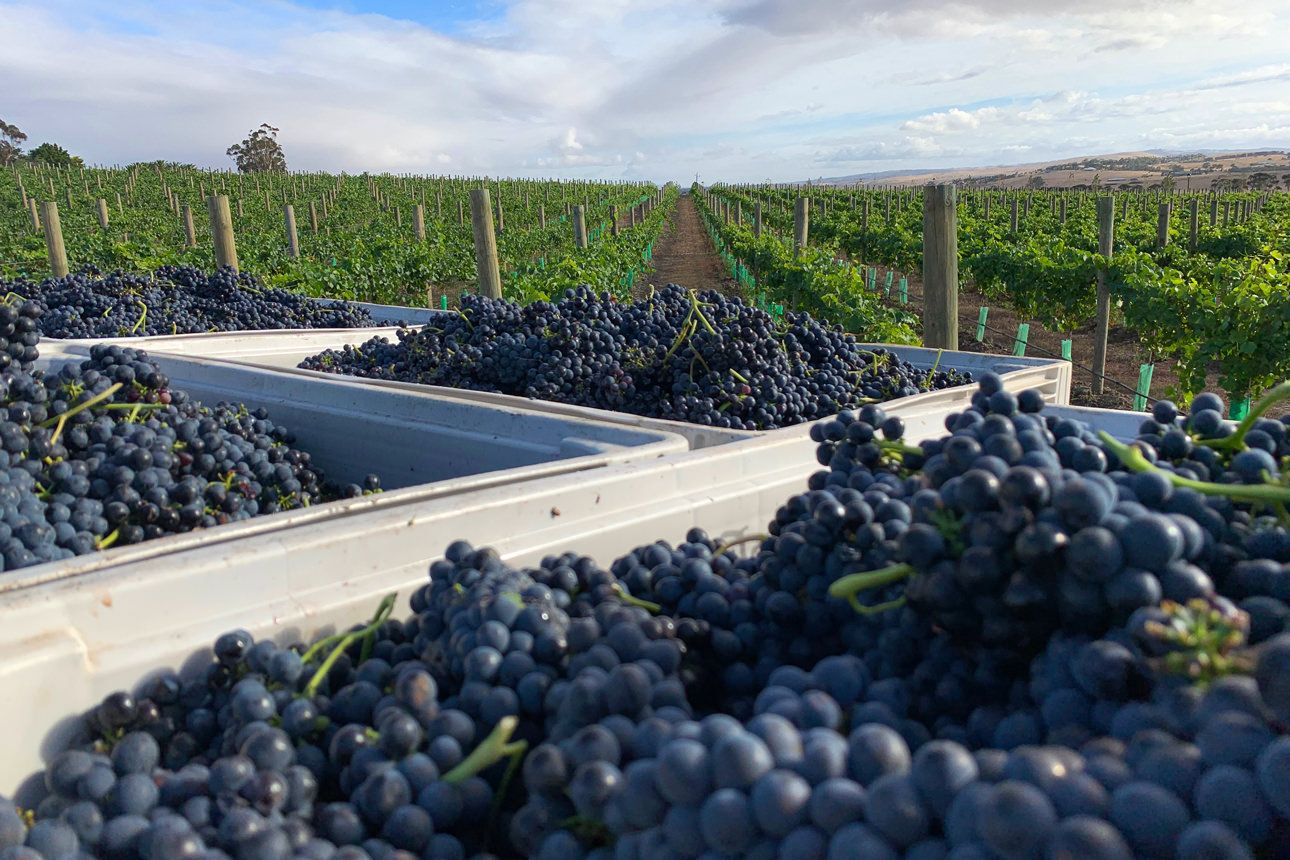 Marnong Estate grapes picked and ready for their next stage of production