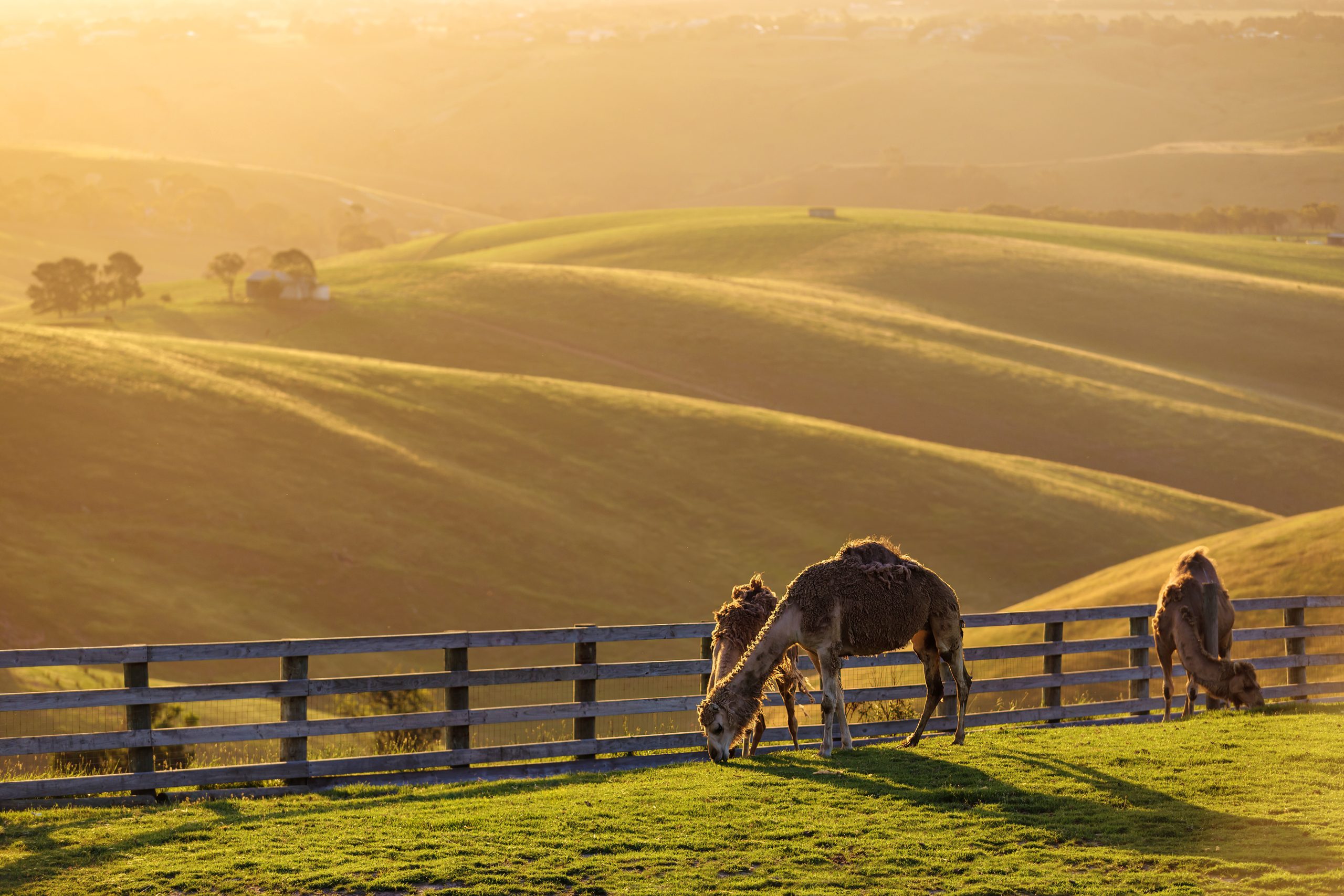 Camels grazing at golden hour in the paddock below the main lawn at Marnong Estate