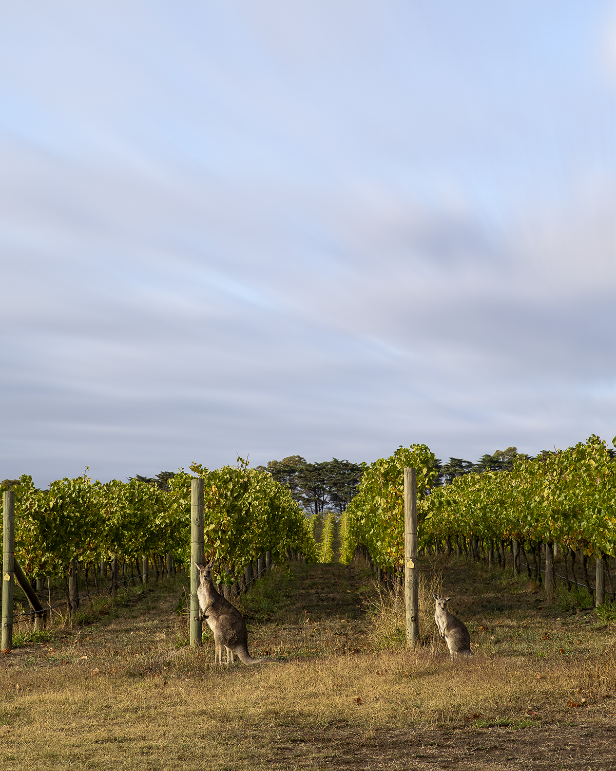 Marnong Estate