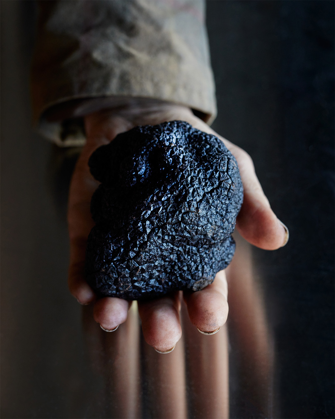 Fresh black truffle