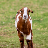 Goat exploring the grassed paddock at Marnong Estate