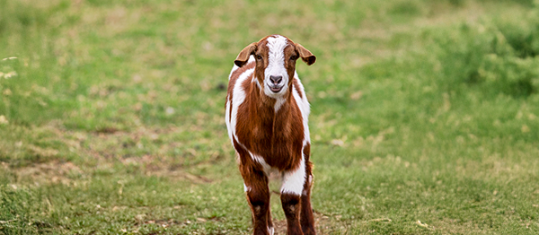 Goat exploring the grassed paddock at Marnong Estate