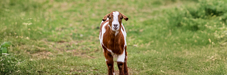 Tickets to The Petting Zoo