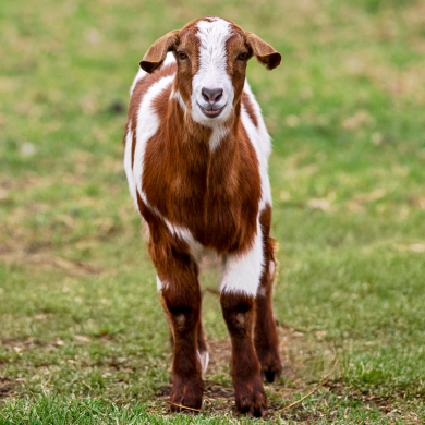 Goat standing in the petting area at Marnong Estate, part of the family-friendly animal encounter experience