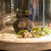 Truffle from Flinder's Truffles