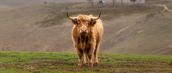Petting Zoo cow on a hill