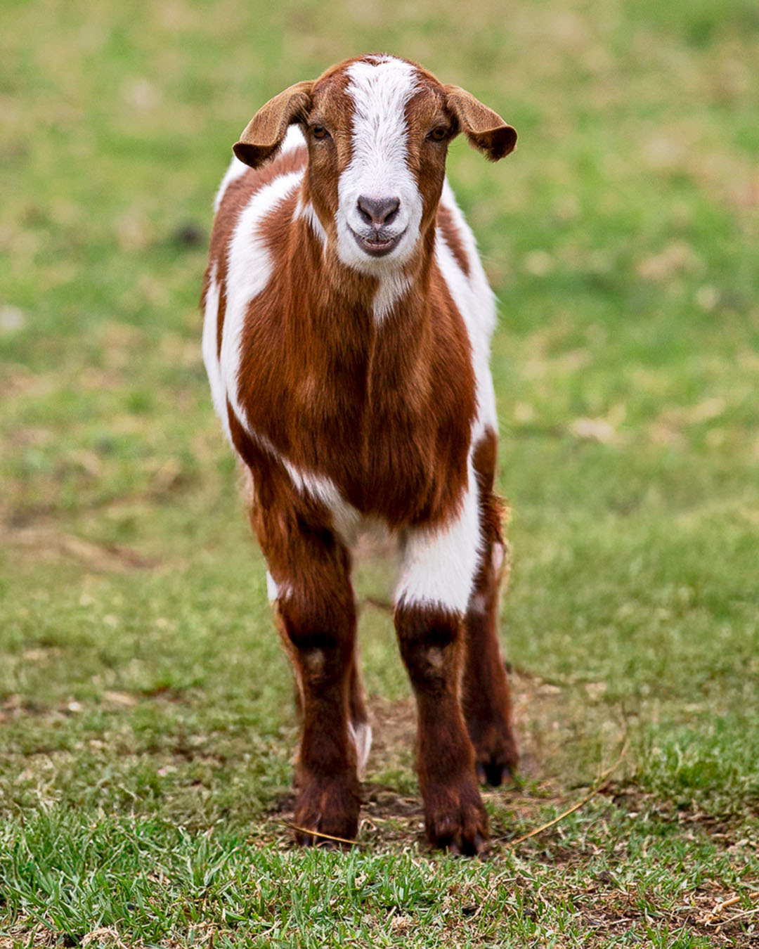 A friendly goat at the Petting Zoo at Marnong Estate during the family event.