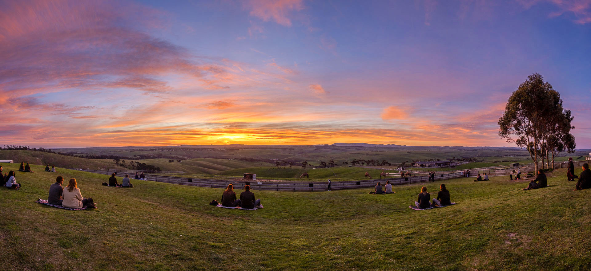 Picnic blankets on the main lawn at Marnong Estate as the sun sets over the western horizon, the best sunset near Melbourne